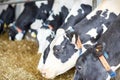 Herd of cows eating hay in cowshed on dairy farm Royalty Free Stock Photo