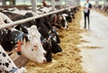 Herd of cows eating hay in cowshed on dairy farm Royalty Free Stock Photo