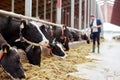 Herd of cows eating hay in cowshed on dairy farm Royalty Free Stock Photo