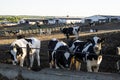 Herd of cows eating hay in cowshed on outdoor dairy farm. Agriculture industry, farming and animal husbandry concept. Royalty Free Stock Photo