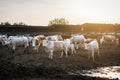 Herd of cows on the farm Royalty Free Stock Photo