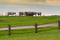 Herd of cows in a farmland at sunset, cattle-breeding