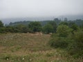 Herd of cows feeding on a verdant hillside, surrounded by trees and shrubs Royalty Free Stock Photo