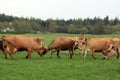 Herd of cows on field
