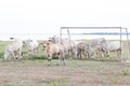 Herd of cows in the field, Thailand, South East Asia Royalty Free Stock Photo