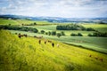 A herd of cows in the fields of Scotland,Scottish summer landscape, East Lothians, Scotland, UK Royalty Free Stock Photo