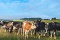 Herd of cows and flock of birds on summer day