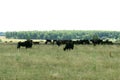 A herd of cows on a free-range organic farm graze on the grass. selective focus Royalty Free Stock Photo