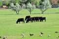 Herd of Cows and Gaggle of Canadian Geese Branta canadensis grazing and pecking together in harmony in a rural farm in Bluffdale