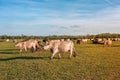 A herd of cows goes to the farm Royalty Free Stock Photo