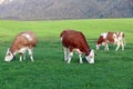 A herd of cows with GPS transmitters