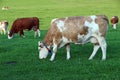 A herd of cows with GPS transmitters Royalty Free Stock Photo