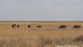 A herd of cows graze on dry grass in winter. A herd of cattle graze on dry arid pastures on a rural farm. Field of dry autumn