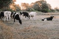 herd of cows graze and eat grass in a meadow at dawn.Holstein Friesian Cattle.dairy cows with black and white spotting Royalty Free Stock Photo