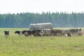 A herd of cows graze in an ecologically clean place near the forest. Cows during the drinking water. cattle breeding and Royalty Free Stock Photo