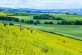 A herd of cows graze in a field in Scotland Royalty Free Stock Photo