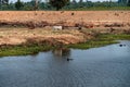 Herd cows are graze grass be side lake. Royalty Free Stock Photo