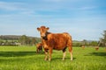 A herd of cows graze on the green grass, brown-colored animals walk across the field on a sunny summer day Royalty Free Stock Photo