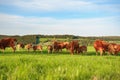 A herd of cows graze on the green grass, brown-colored animals walk across the field on a sunny summer day Royalty Free Stock Photo