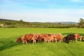 A herd of cows graze on the green grass, brown-colored animals walk across the field on a sunny summer day Royalty Free Stock Photo