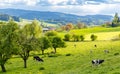 A herd of cows graze on a hill with a meadow and trees in a rural valley with farms against a cloudy sky Royalty Free Stock Photo