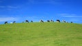 Herd of cows graze on a horizon