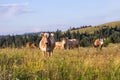 Herd of cows graze on a summer grass meadow on the sunset