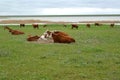 The herd of cows is grazed on the river bank Manych. Kalmykia