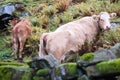 Cows graze in the autumn in the mountains.