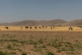 A herd of cows grazes on a field against a background of mountains Royalty Free Stock Photo