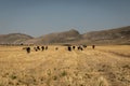 A herd of cows grazes on a field against a background of mountains Royalty Free Stock Photo