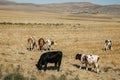 A herd of cows grazes on a field against a background of mountains Royalty Free Stock Photo