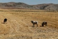 A herd of cows grazes on a field against a background of mountains Royalty Free Stock Photo