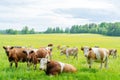 Herd of cows grazes on a green meadow. Royalty Free Stock Photo