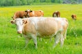 Herd of cows grazes on a green meadow. Royalty Free Stock Photo