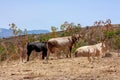 The herd of cows grazes on the hills with grass dried in the sun. Hilly landscape on the slopes of Etna. Royalty Free Stock Photo