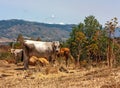 The herd of cows grazes on the hills with grass dried in the sun. Picturesque hilly landscape on the slopes of Etna Royalty Free Stock Photo