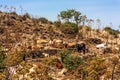 The herd of cows grazes on the hills with grass dried in the sun. Picturesque hilly landscape on the slopes of Etna Royalty Free Stock Photo