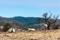 The herd of cows grazes on the hills with grass dried in the sun. Picturesque hilly landscape on the slopes of Etna Royalty Free Stock Photo