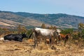 The herd of cows grazes on the hills with grass dried in the sun. Picturesque hilly landscape on the slopes of Etna. Royalty Free Stock Photo