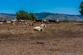 The herd of cows grazes on the hills with grass dried in the sun. Picturesque hilly landscape on the slopes of Etna. Royalty Free Stock Photo