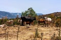 The herd of cows grazes on the hills with grass dried in the sun. Picturesque hilly landscape on the slopes of Etna. Royalty Free Stock Photo