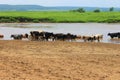 A herd of cows grazes