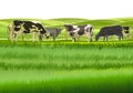 A herd of cows grazes among the rural hills. Pastures. Meadows and fields. Rustic village landscape. Farm work. Isolated Royalty Free Stock Photo