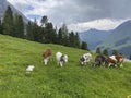 Herd of cows grazing on the alpine summer pasture