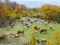 A herd of cows grazing in autumn in Bulgaria_3