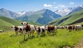 a herd of cows grazing on a beautiful mountain meadow Royalty Free Stock Photo