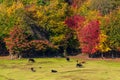Herd of cows grazing at the edge of colorful autumn forest