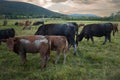 Herd of cows grazing in the field with mountains and the cloudy sky in the background Royalty Free Stock Photo