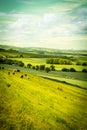 A herd of cows grazing in the fields of Scotland Royalty Free Stock Photo